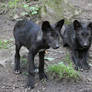 Wolf Pup 3