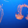 Jelly Fish 3