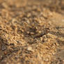 Sand Macro 1