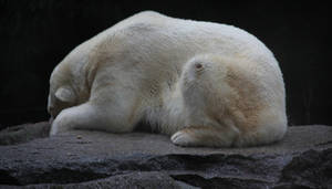Polar Bear 1 by Chocomix-Stock