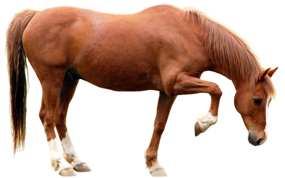 Pre-cut by the-horse-lover