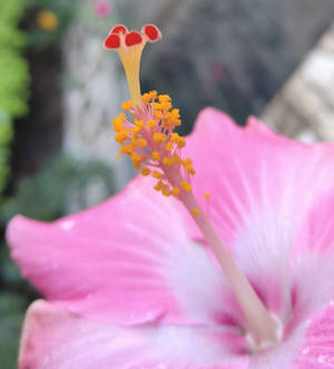 Hibiscus again 