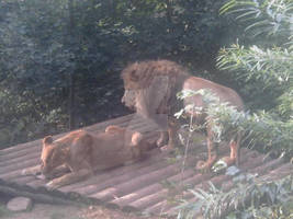 {Photo} Lions: Look at this pussy :3