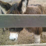 Censured donkey
