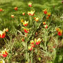 Some tulips near my town 8