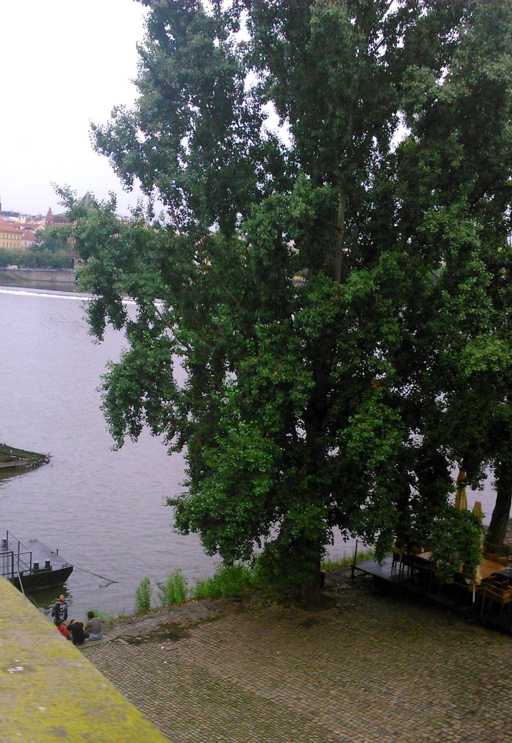 The Vltava river with a tree