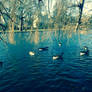 Regent's Park #5