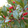 Holly Berries