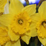 Twin Daffodils