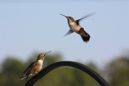 Hummingbirds