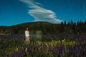 Moonlit in the Lupine