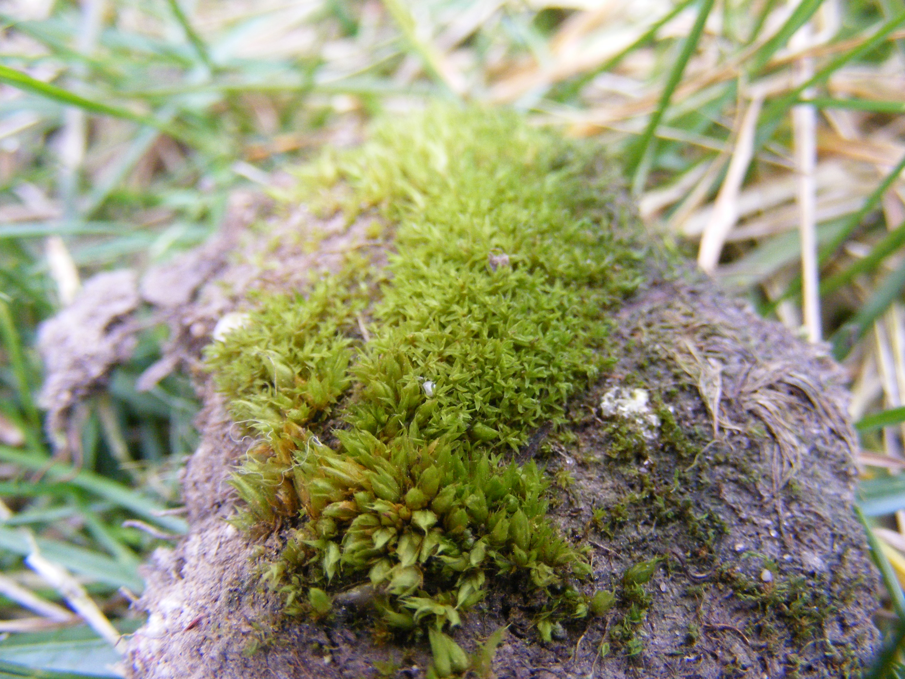 Moss in garden