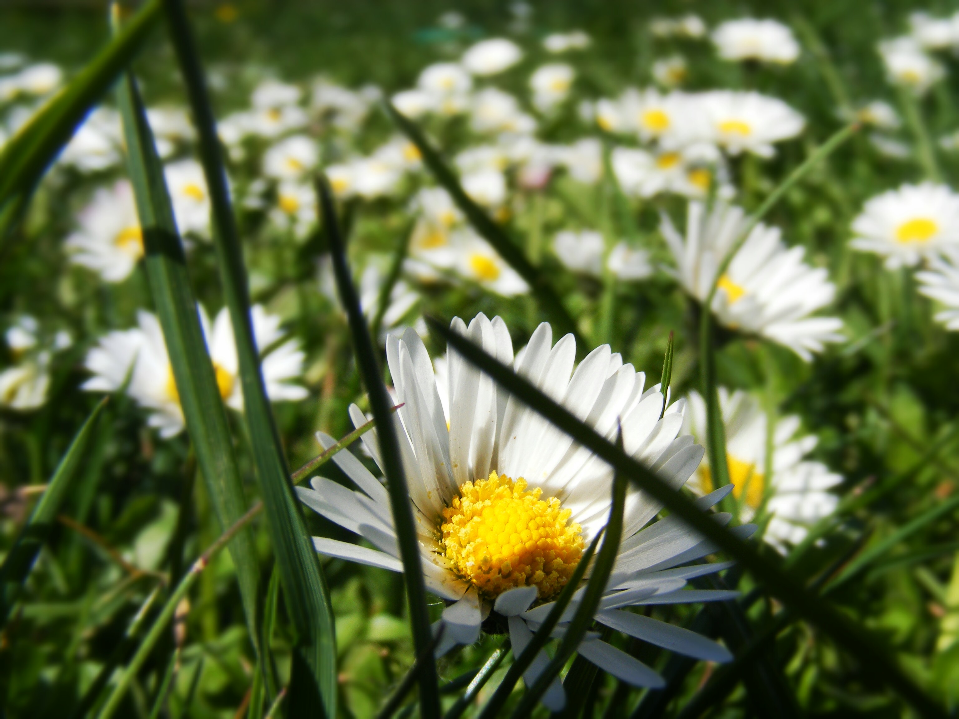 Flowers, flowers, flowers