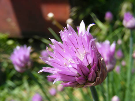 Pink flower