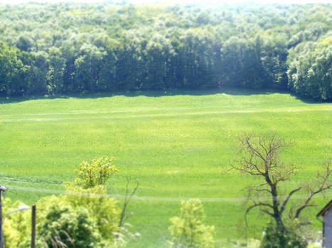 Green green meadow