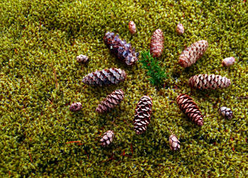 mosses and cones