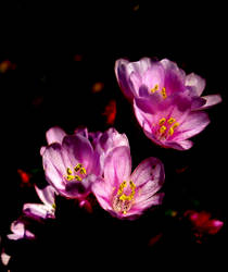 Blossom Luminosa