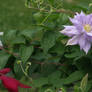 Two Clematis