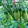 Tomatoes Growing