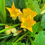 Morning Zucchini Blossoms