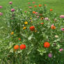 Zinnias 2025