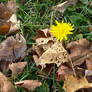 November Dandelion