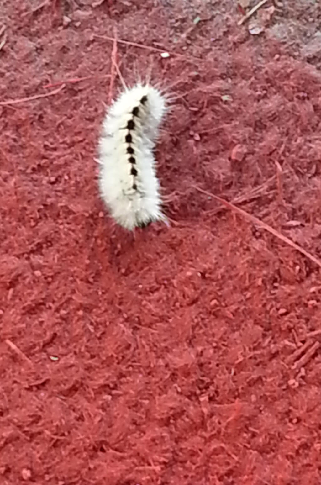 Red Caterpillar