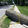 Tree Down - Fort Wayne Derecho