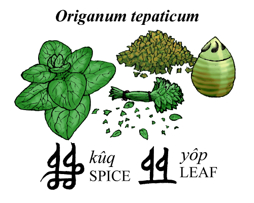 Origanum tepaticum