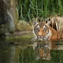 Tiger is taking a bath