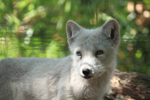 Arctic fox by LoByteSo