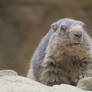 Marmot