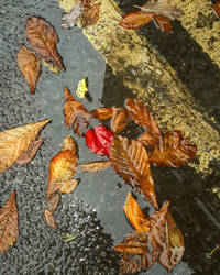 Wet Dublin