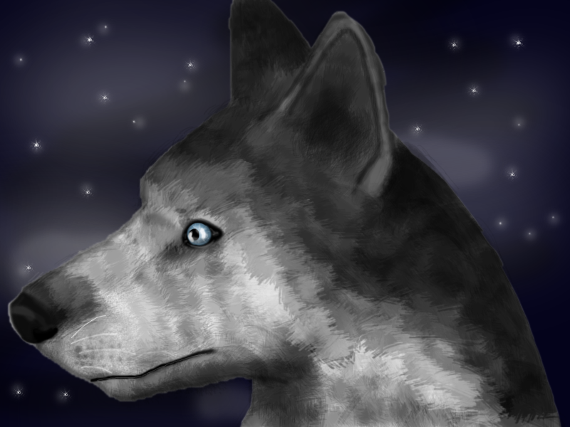 Sibirian husky