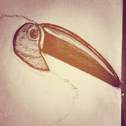 Pelican.