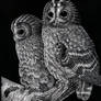 Tawny Owls