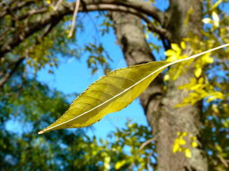 Golden Autumn