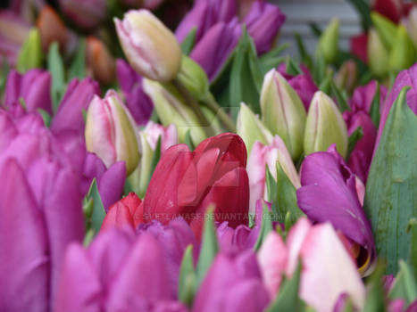 Multi-colored Tulips