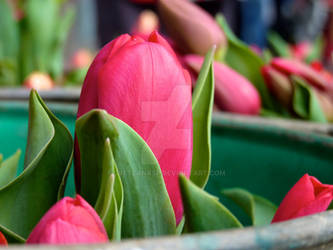 Beautiful red tulip