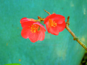 Watercolor-like Sakura Blossom