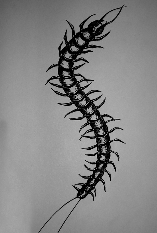 tribal centipede tattoo