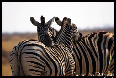 Namibia Wildlife 7