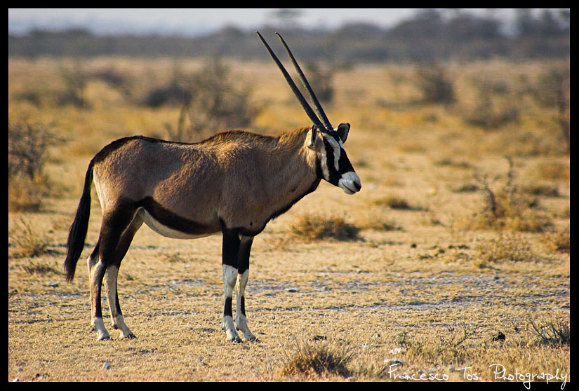 Namibia Wildlife 23