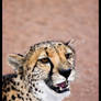 Namibia Wildlife 36