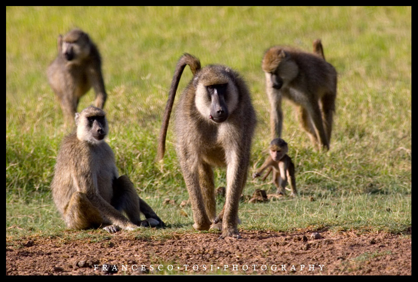 Kenya Wildlife 8