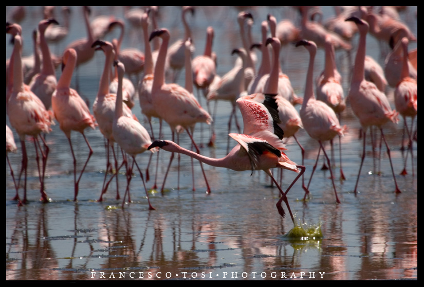 Kenya Wildlife 74