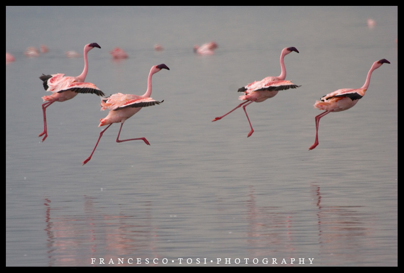 Kenya Wildlife 75