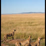 Kenya Wildlife 119