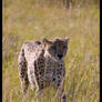 Kenya Wildlife 129