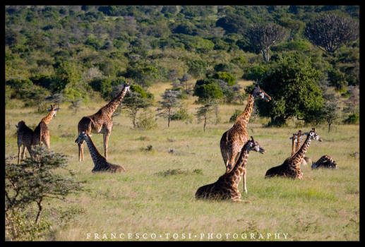 Kenya Wildlife 135